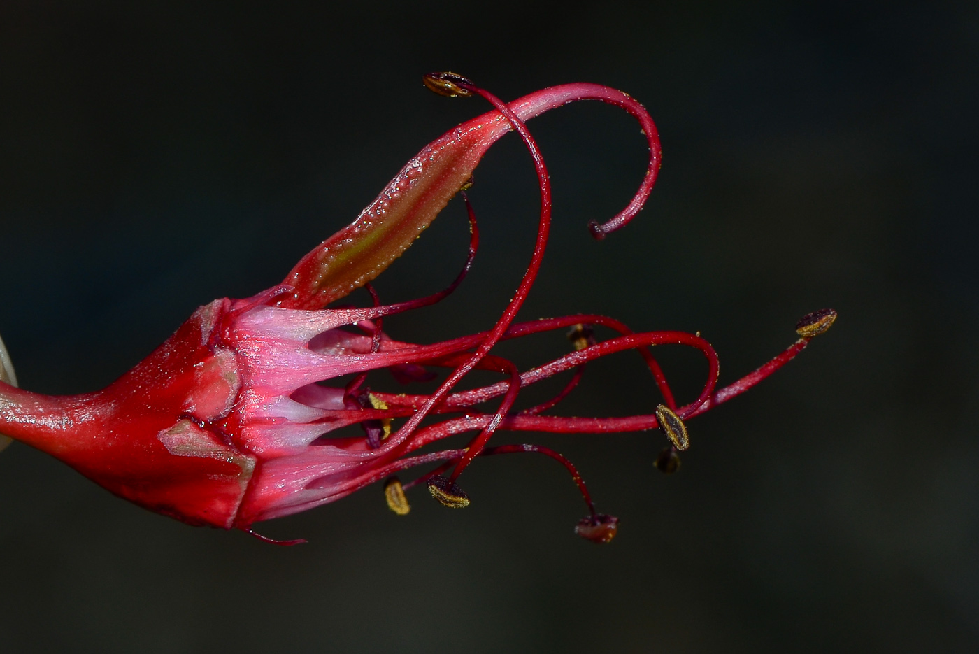 Image of Schotia brachypetala specimen.