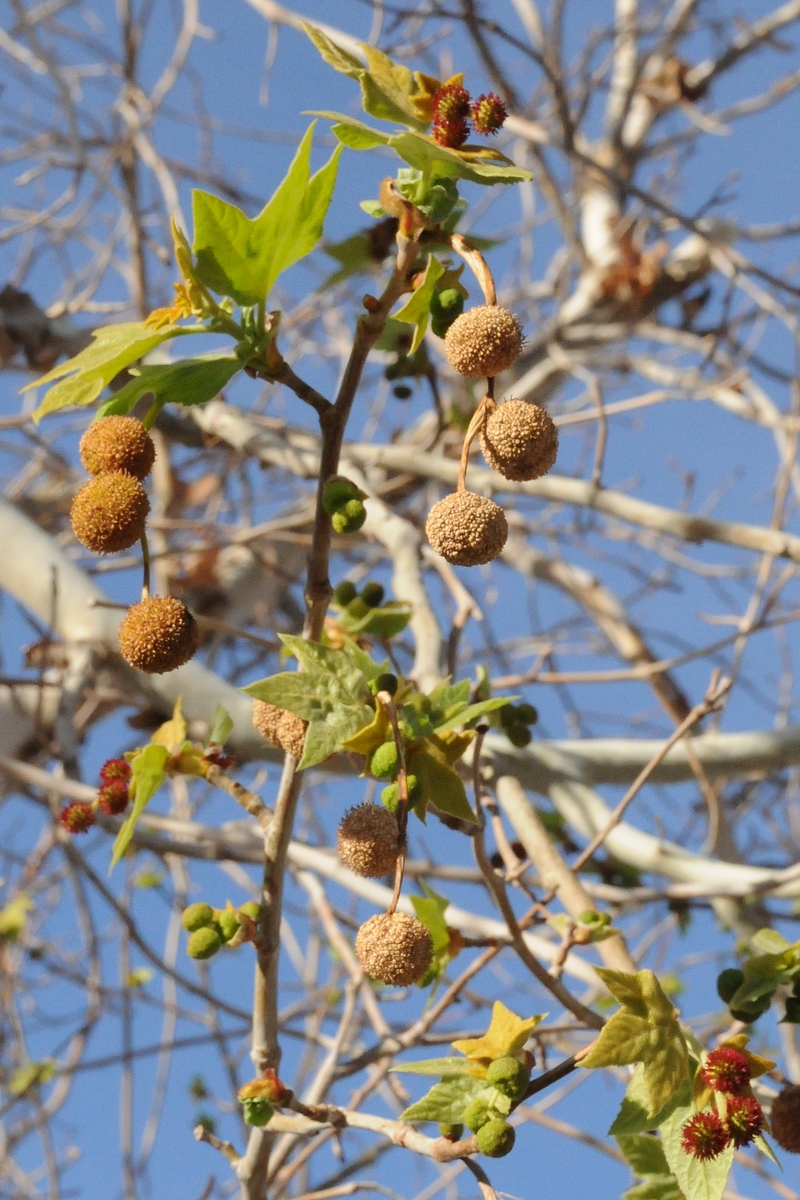 Image of Platanus racemosa specimen.