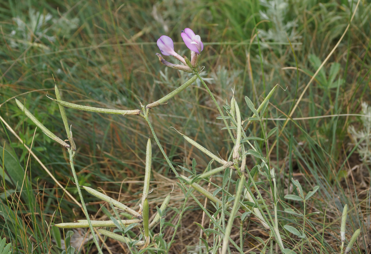 Image of Astragalus stenoceras specimen.