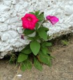 Смотреть изображение Petunia × atkinsiana