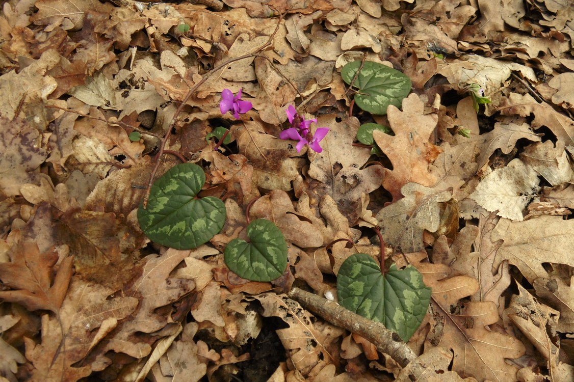 Image of Cyclamen coum specimen.