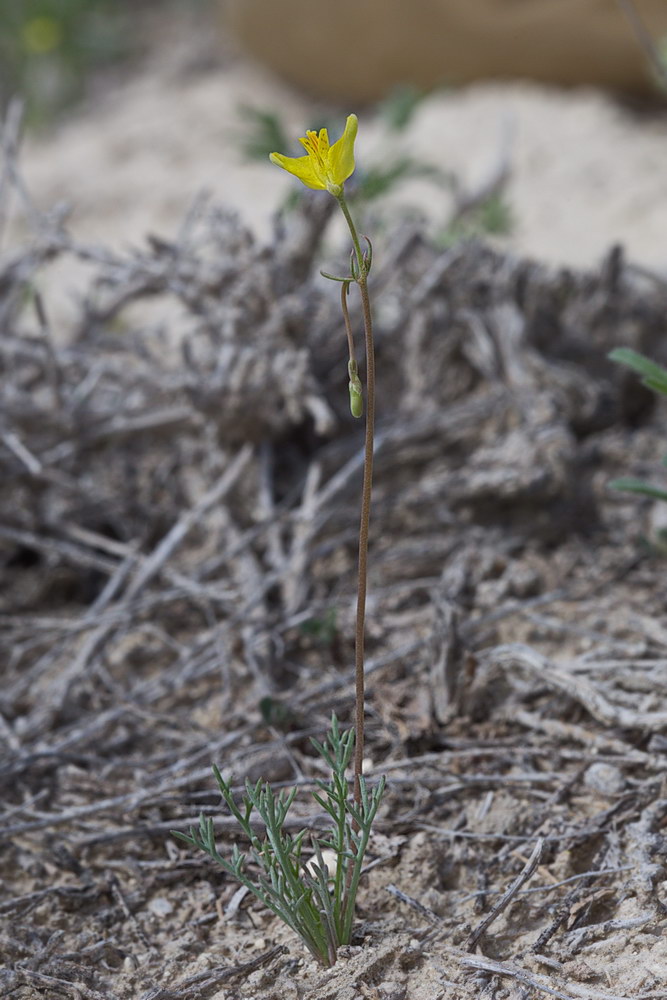 Image of Hypecoum parviflorum specimen.