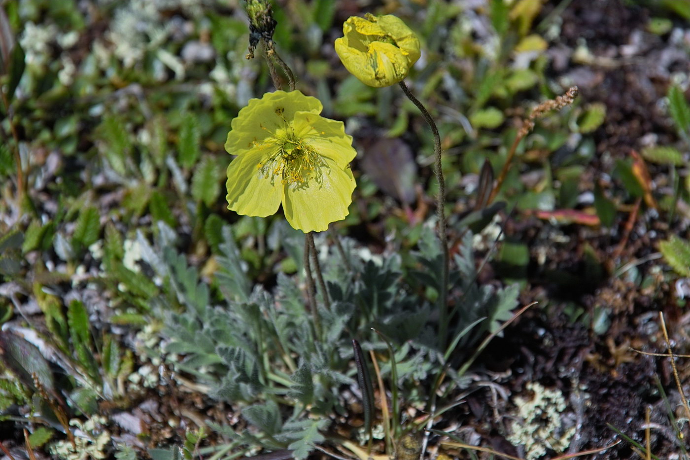 Image of genus Papaver specimen.