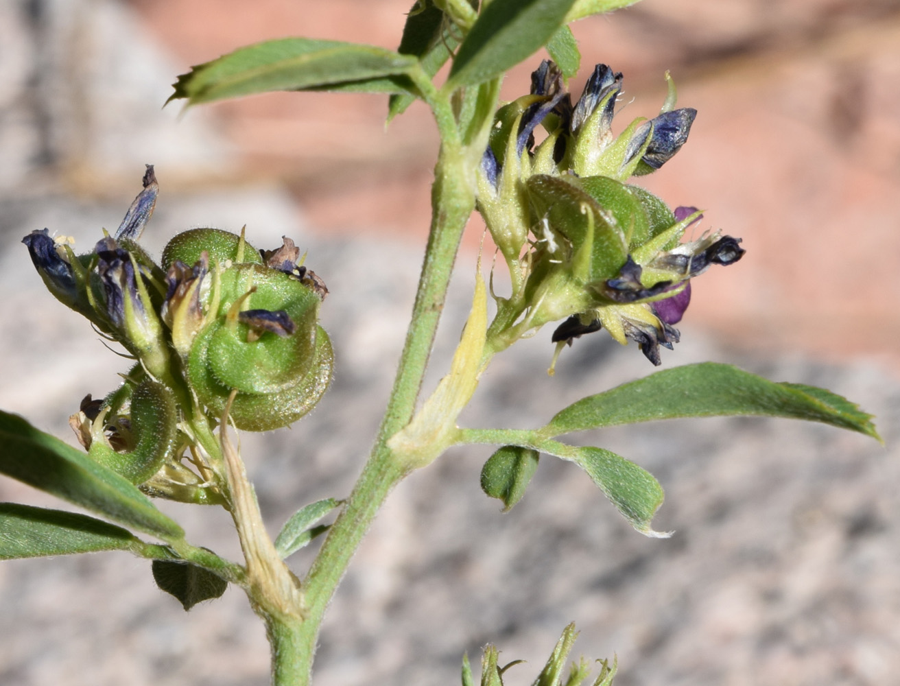 Image of Medicago tianschanica specimen.