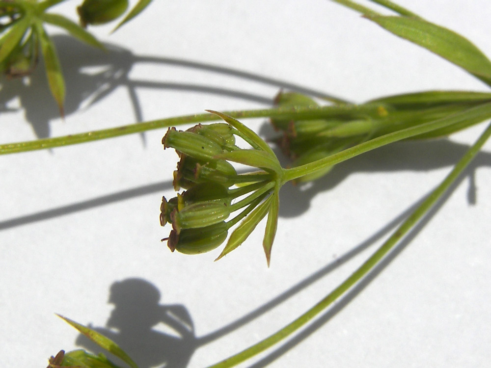 Image of Bupleurum falcatum specimen.