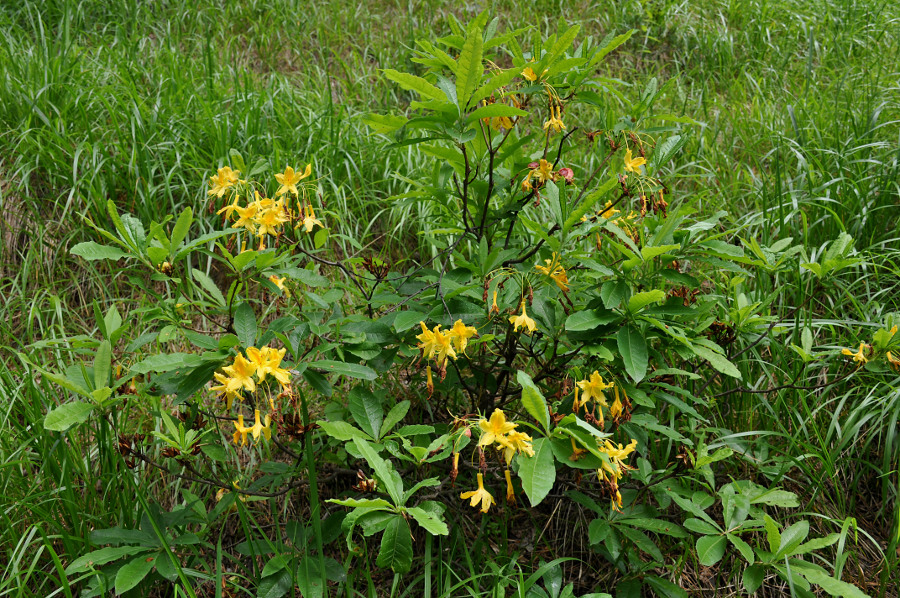 Image of Rhododendron luteum specimen.