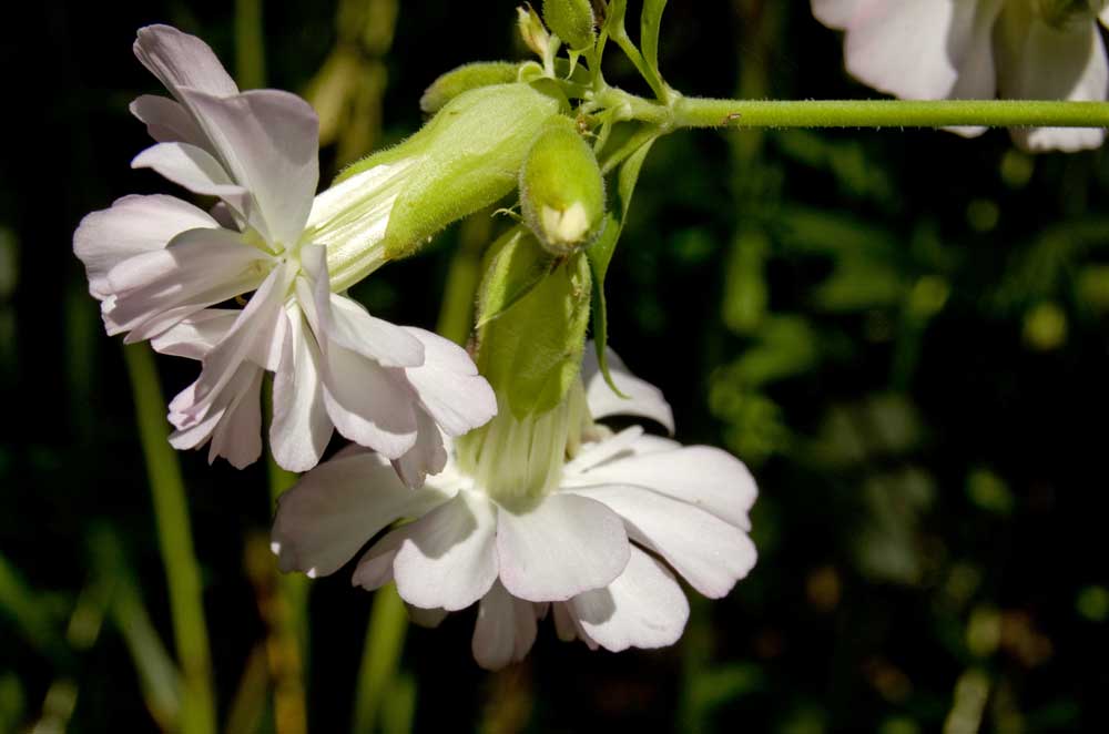 Изображение особи Saponaria officinalis.