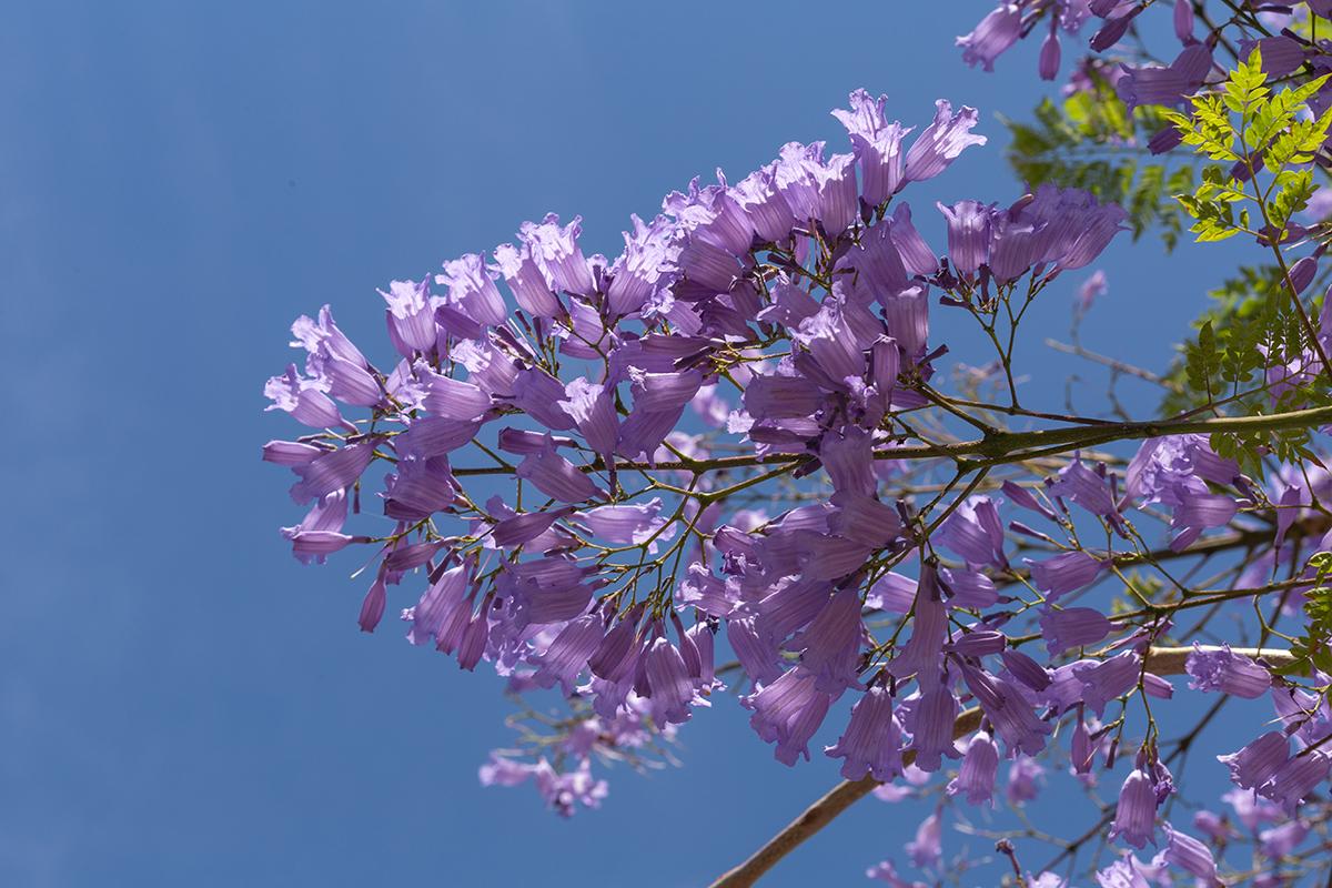 Image of Jacaranda mimosifolia specimen.