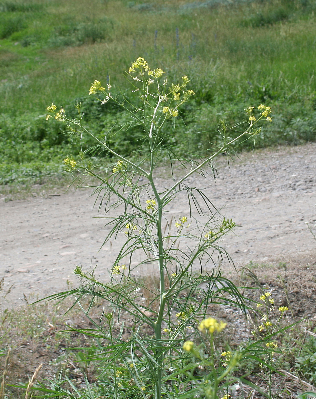 Image of Sisymbrium altissimum specimen.