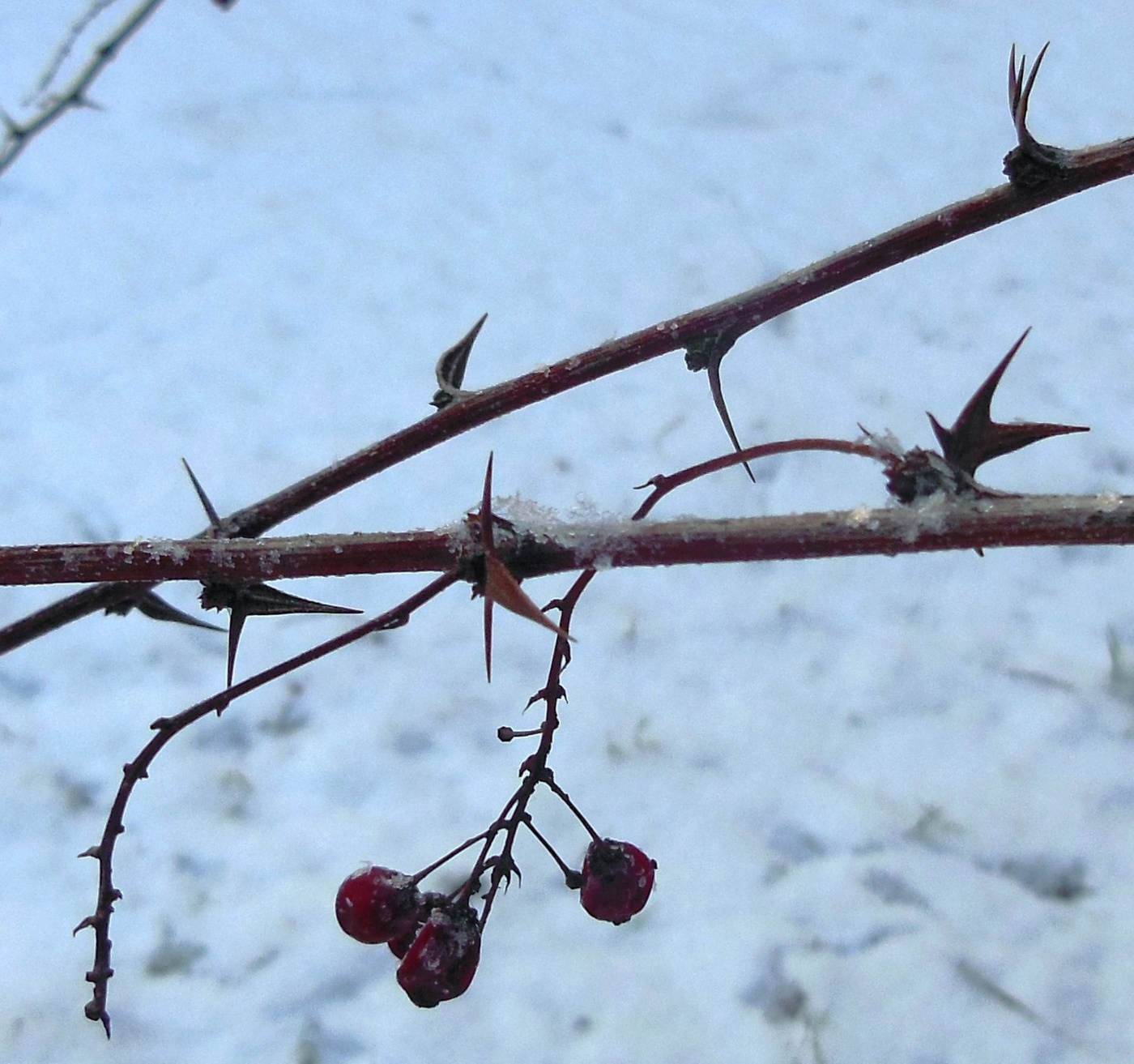 Image of Berberis koreana specimen.