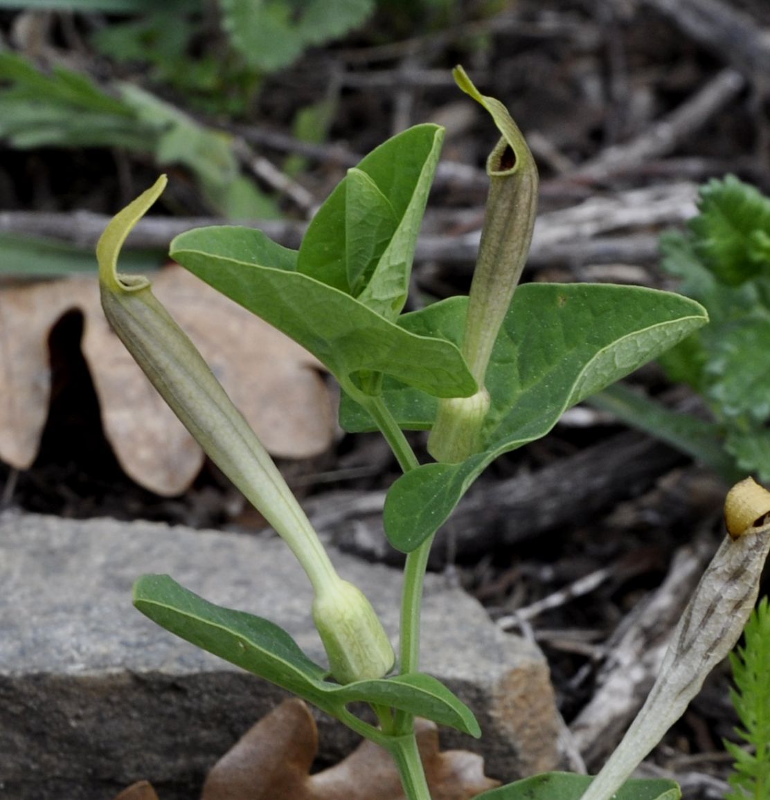 Изображение особи Aristolochia lutea.