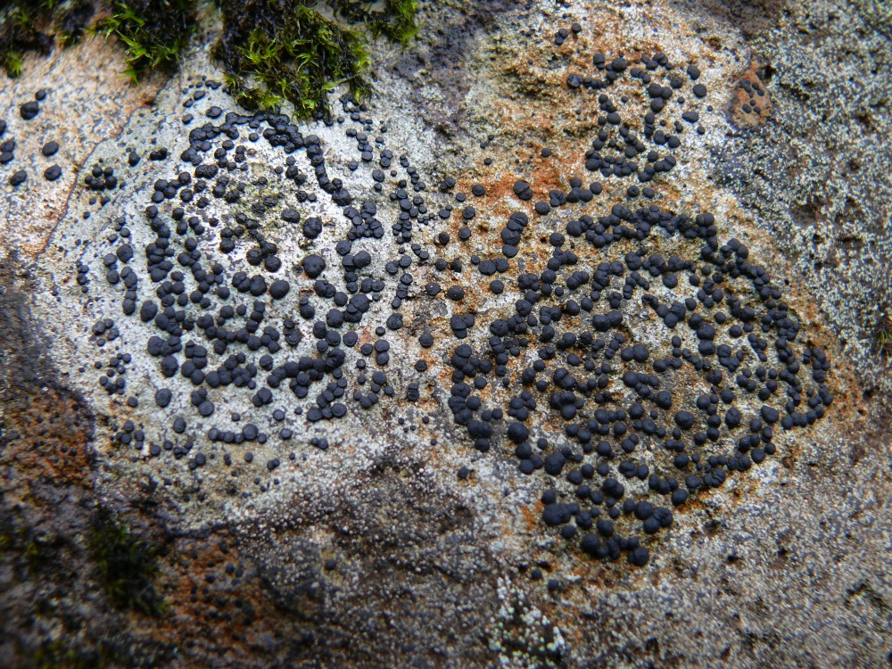 Image of familia Lecideaceae specimen.