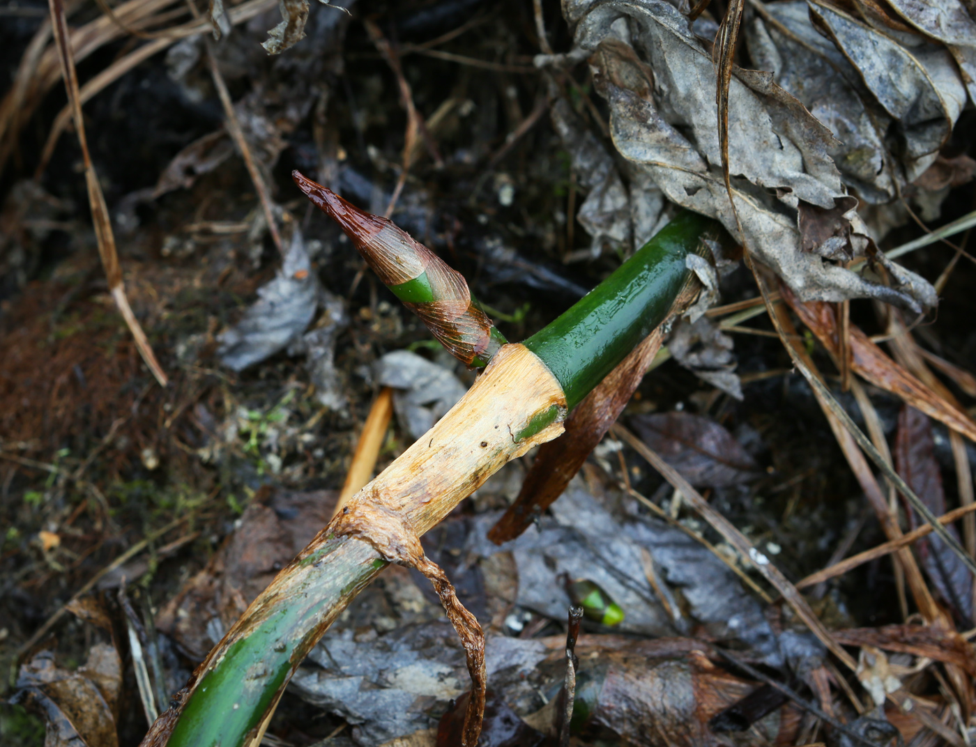 Image of division Magnoliophyta specimen.