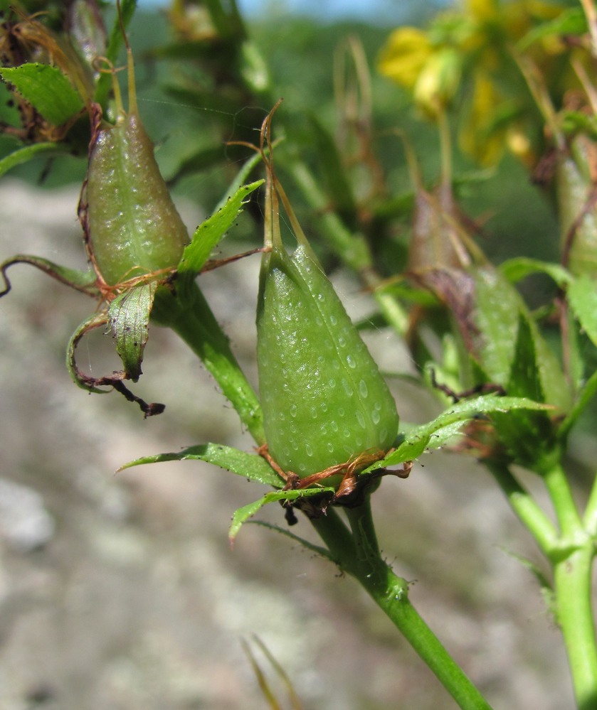 Image of Hypericum maleevii specimen.