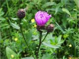 Centaurea carpatica. Верхушка расцветающего растения. Украина, Ивано-Франковская обл., Болеховский горсовет, Поляницкий сельсовет, Поляницкий региональный ландшафтный парк, среди кустарника в буковом лесу. 14.06.2017.