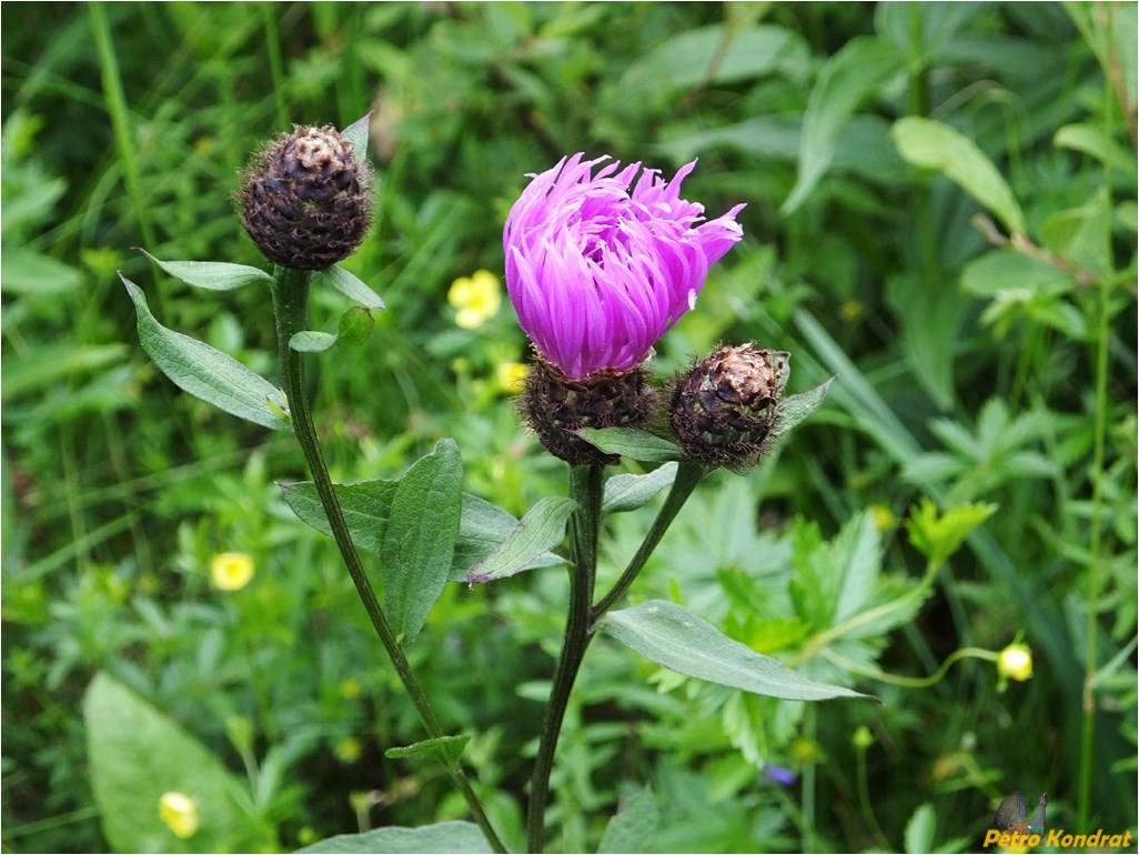 Image of Centaurea carpatica specimen.