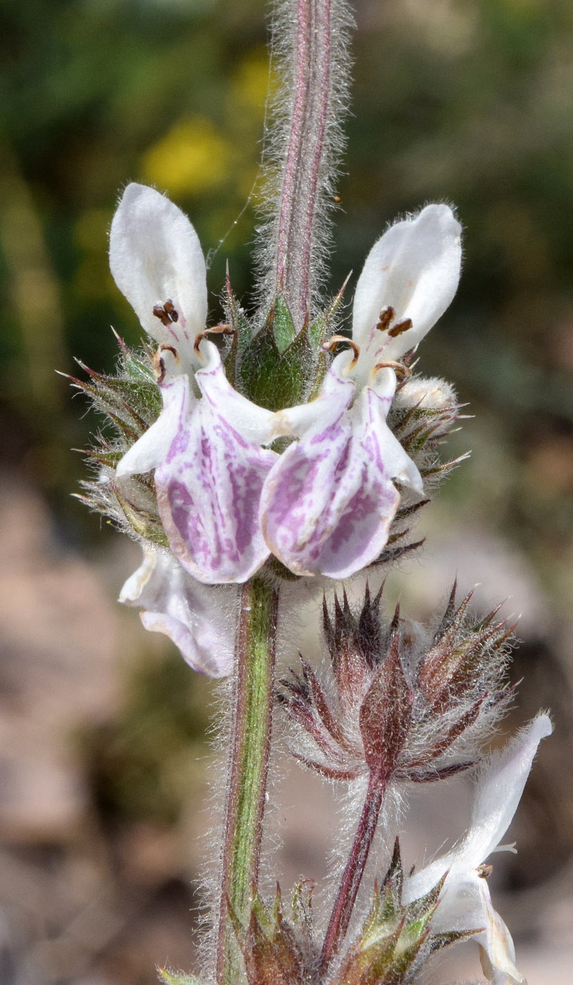 Image of Stachys hissarica specimen.