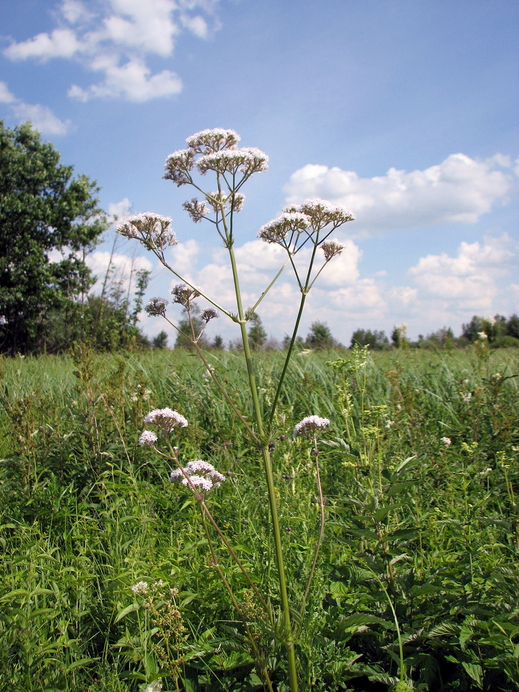 Image of Valeriana officinalis specimen.