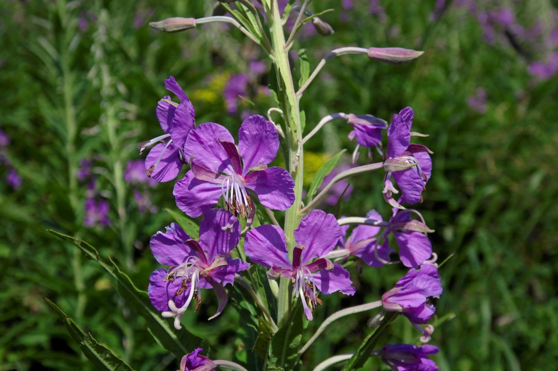 Image of Chamaenerion angustifolium specimen.