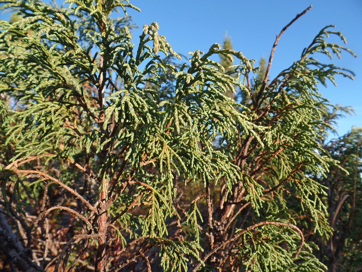 Image of Juniperus pseudosabina specimen.