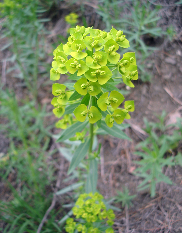 Image of genus Euphorbia specimen.