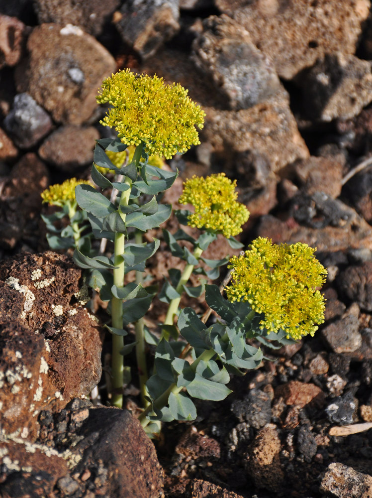 Image of Rhodiola rosea specimen.