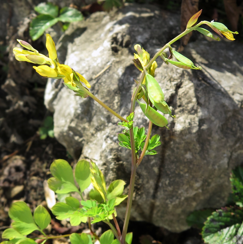 Image of Corydalis ochotensis specimen.