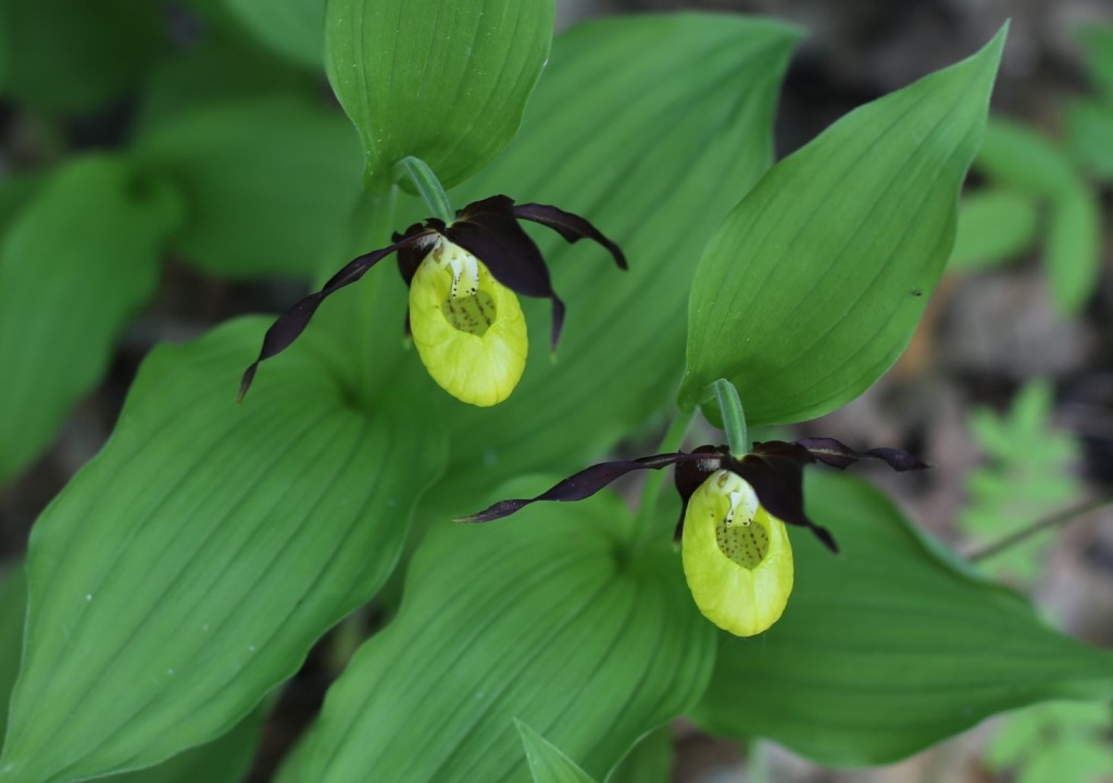 Image of Cypripedium calceolus specimen.