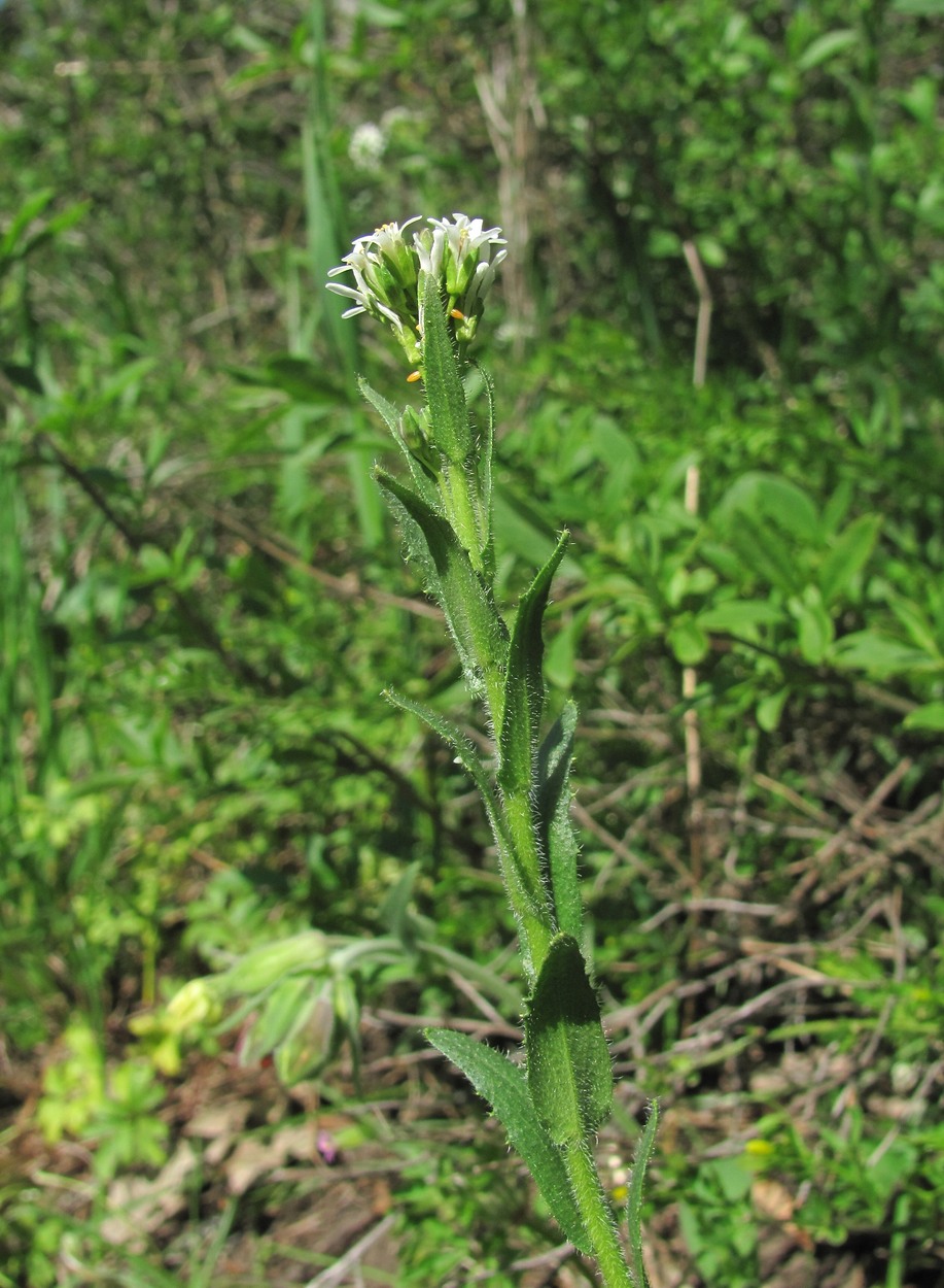 Image of Arabis sagittata specimen.