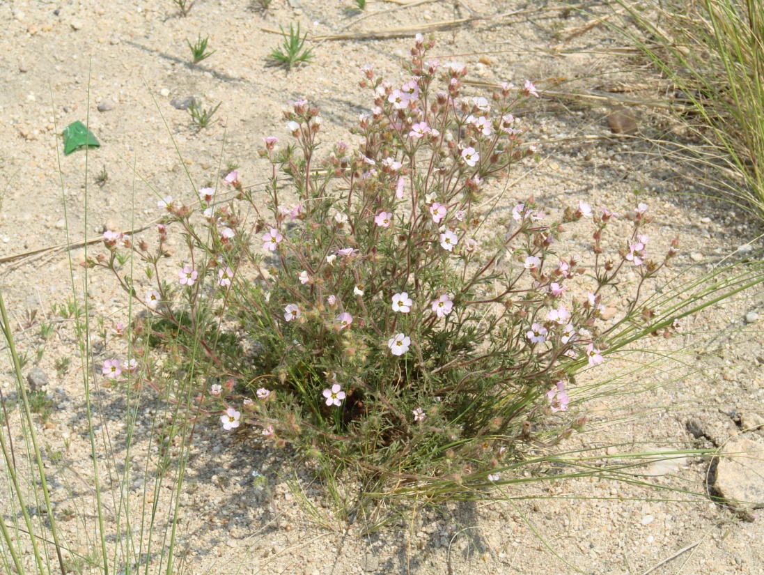 Изображение особи Chamaerhodos grandiflora.