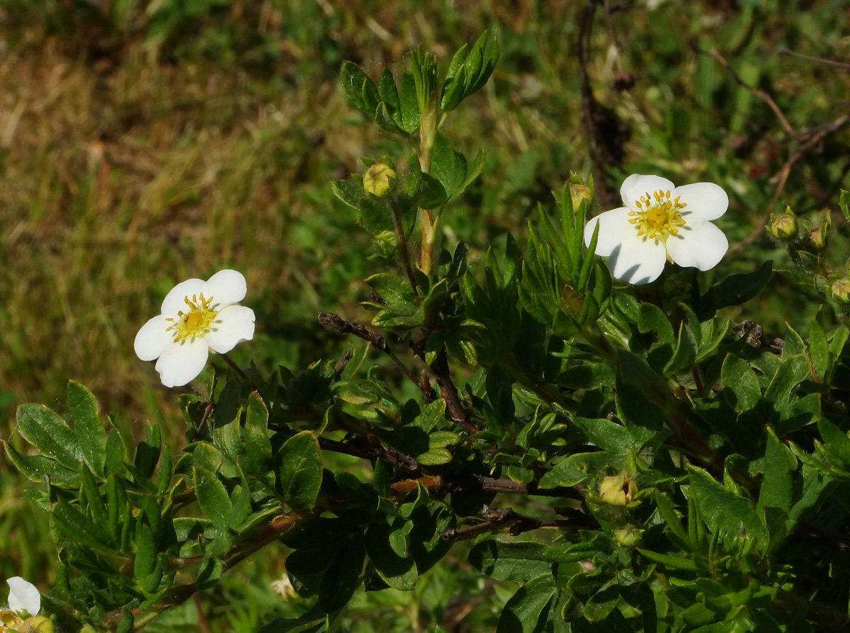 Image of Dasiphora fruticosa specimen.