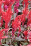 Celosia argentea