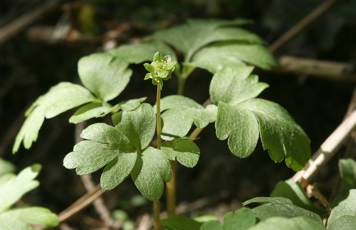 Image of Adoxa moschatellina specimen.