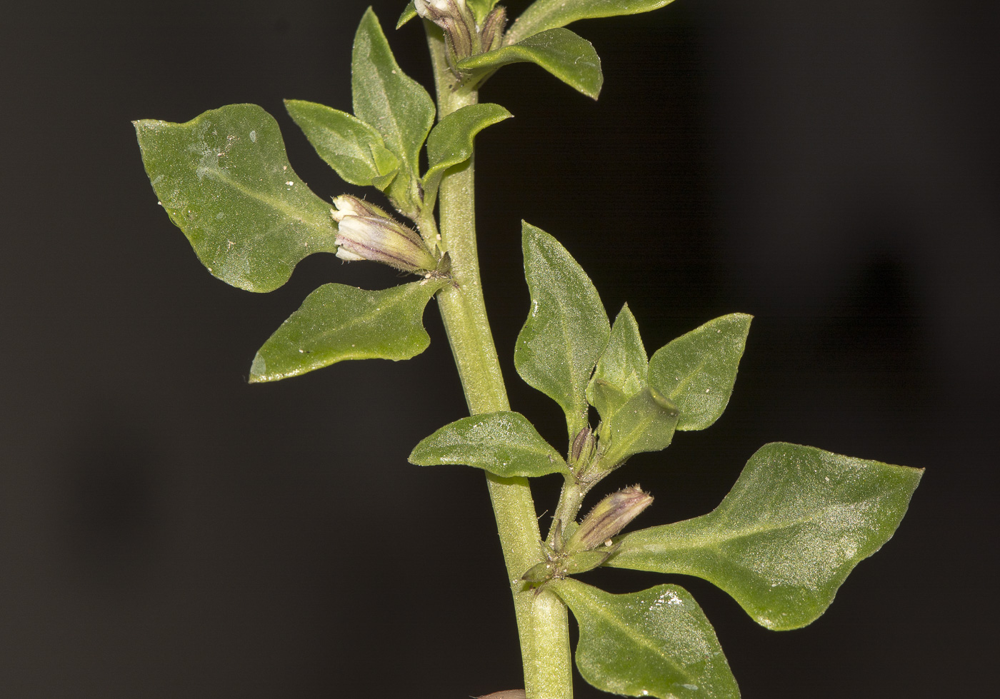 Image of Sclerophylax spinescens specimen.