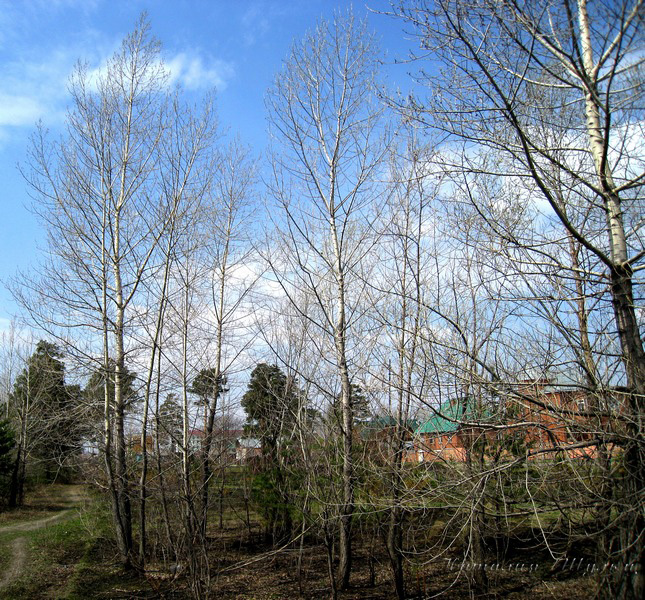 Image of Populus nigra specimen.