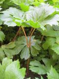 Смотреть изображение Podophyllum peltatum