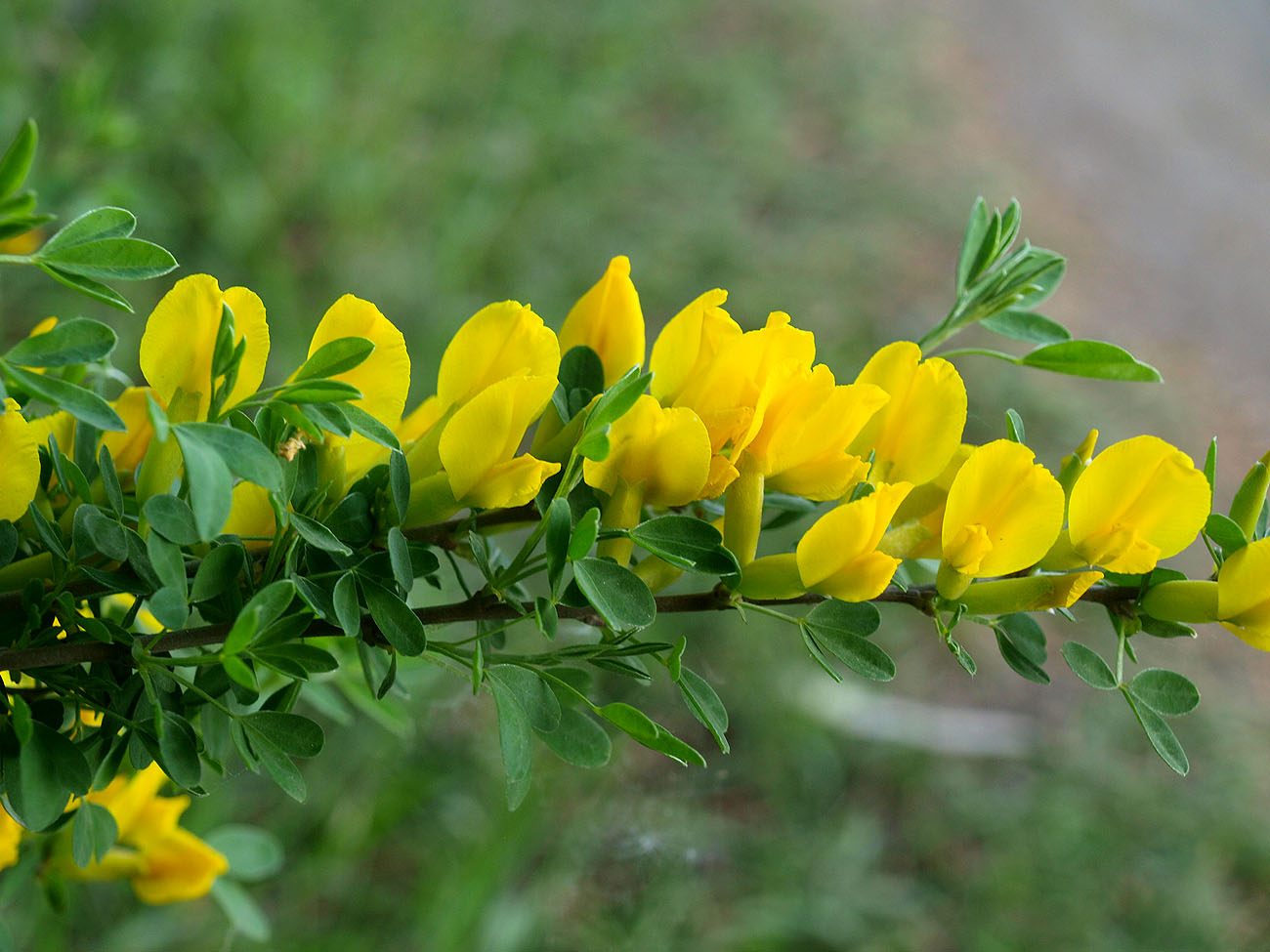 Изображение особи Chamaecytisus ruthenicus.