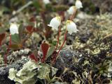 Cassiope lycopodioides