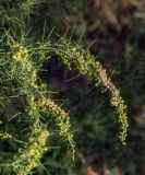 Artemisia abrotanum. Верхушки плодоносящего растения с питающимися гусеницами. Пермский край, г. Пермь, Кировский р-н, клумба у жилого дома. 04.09.2018.