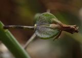 Leopoldia comosa. Плод. Греция, Эгейское море, о. Парос, окр. пос. Дриос, горный склон, разнотравная лужайка на известняковом грунте. 18.04.2018.