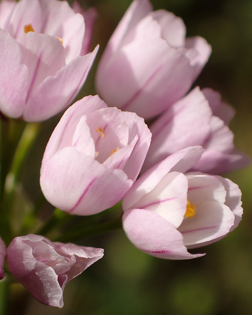 Image of Allium roseum specimen.