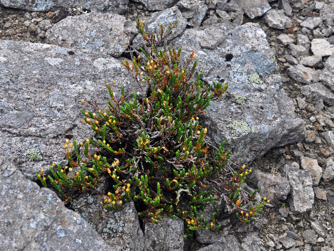 Изображение особи Cassiope tetragona.