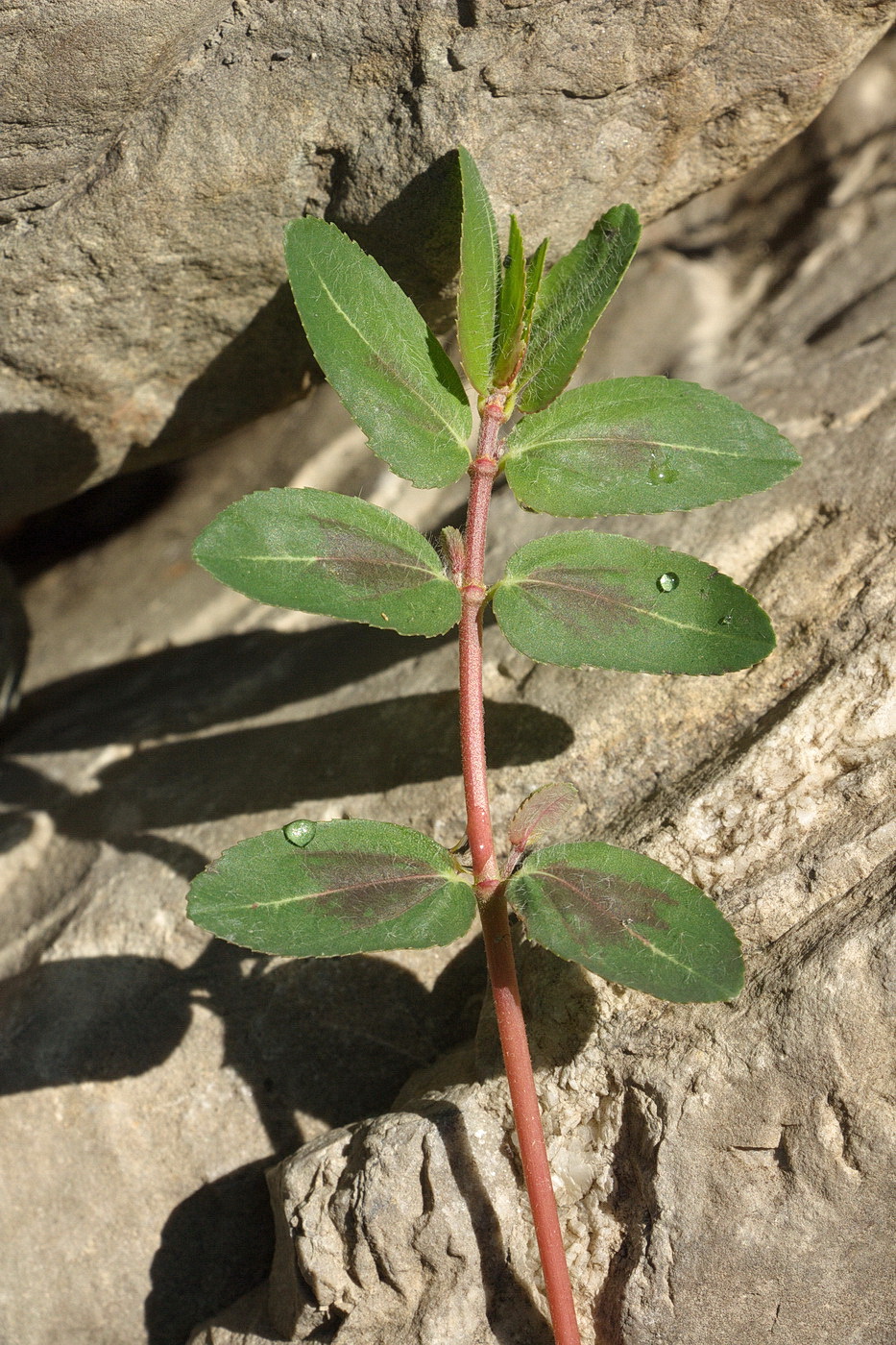 Image of Euphorbia nutans specimen.