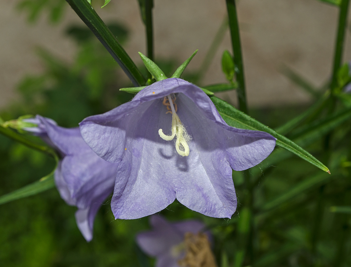 Image of Campanula persicifolia specimen.