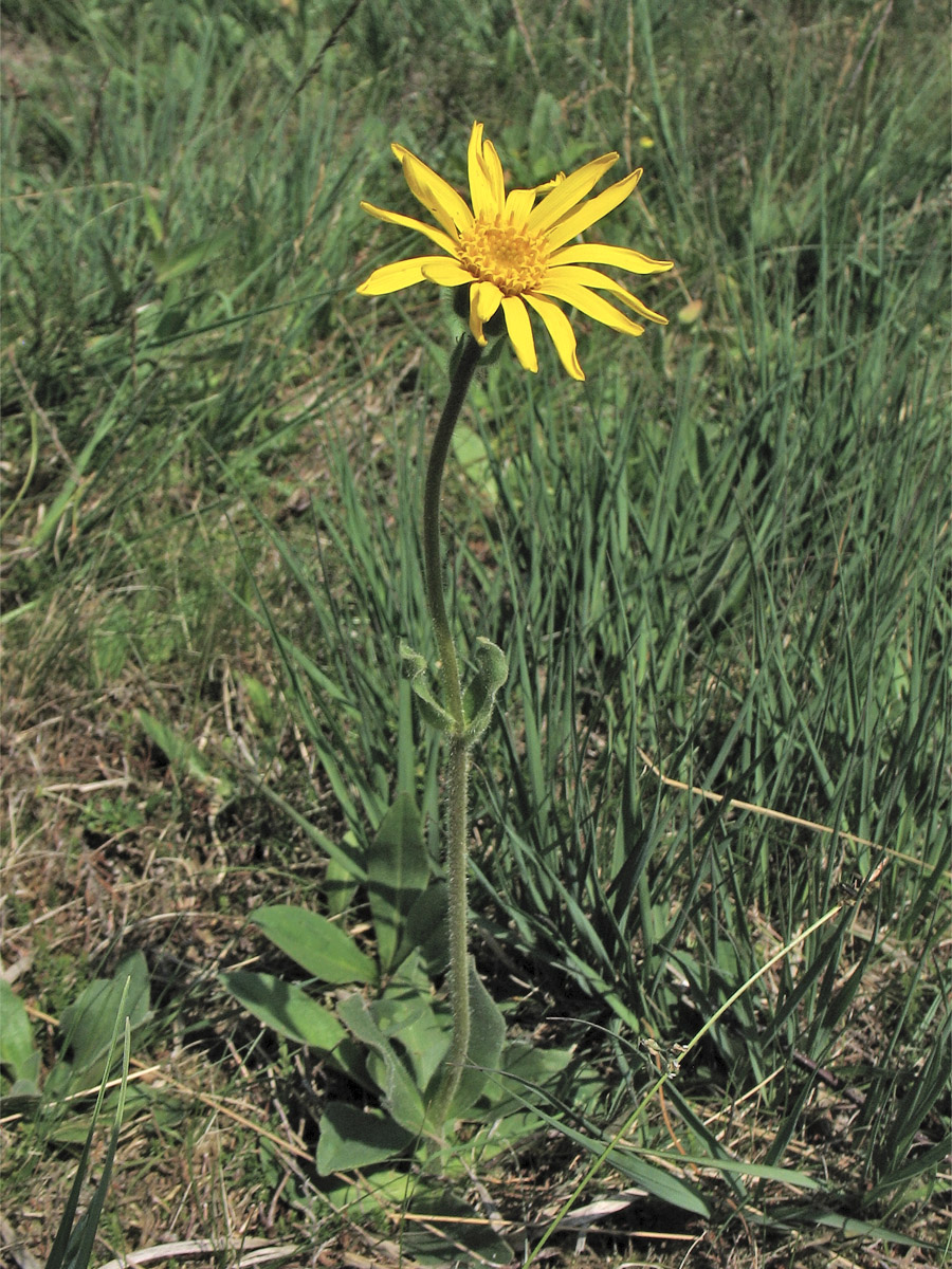 Image of Arnica montana specimen.