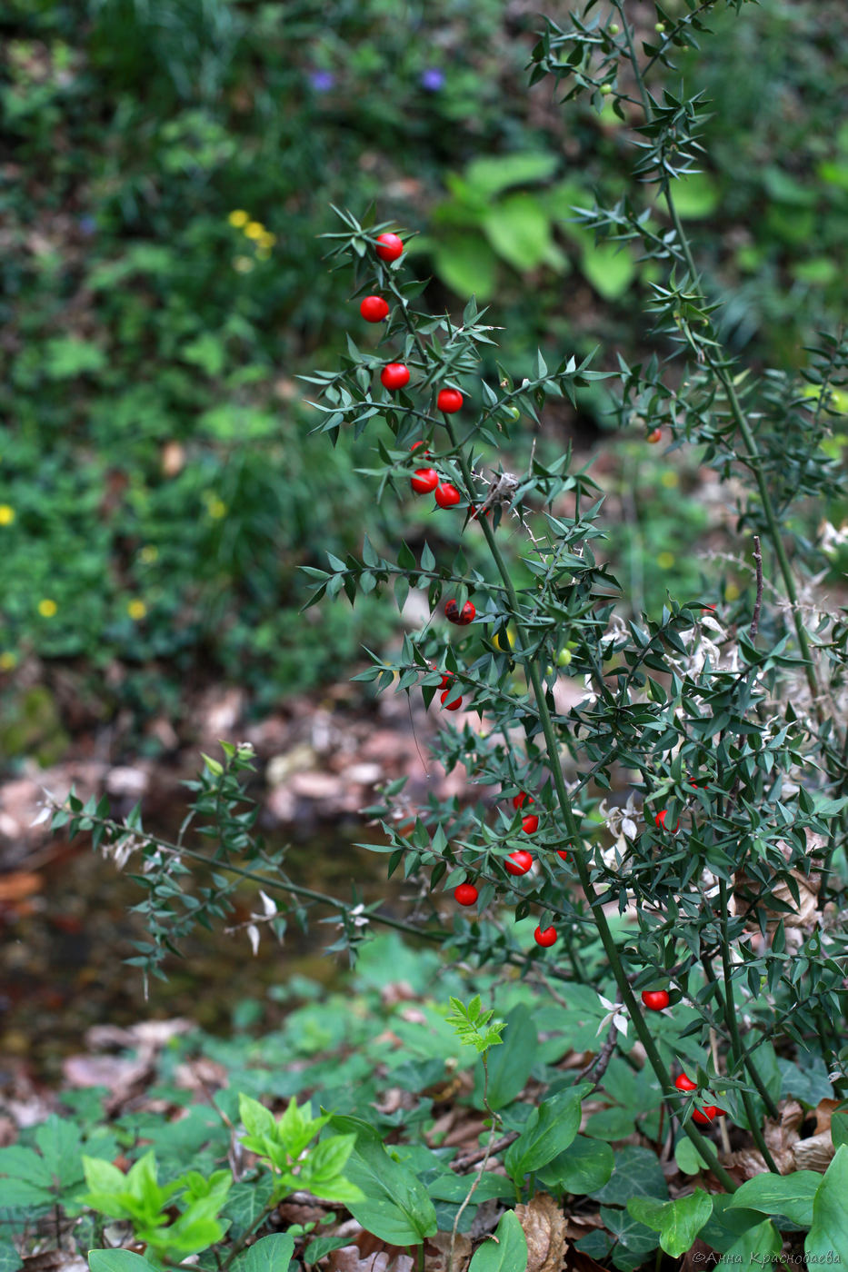 Изображение особи Ruscus aculeatus.