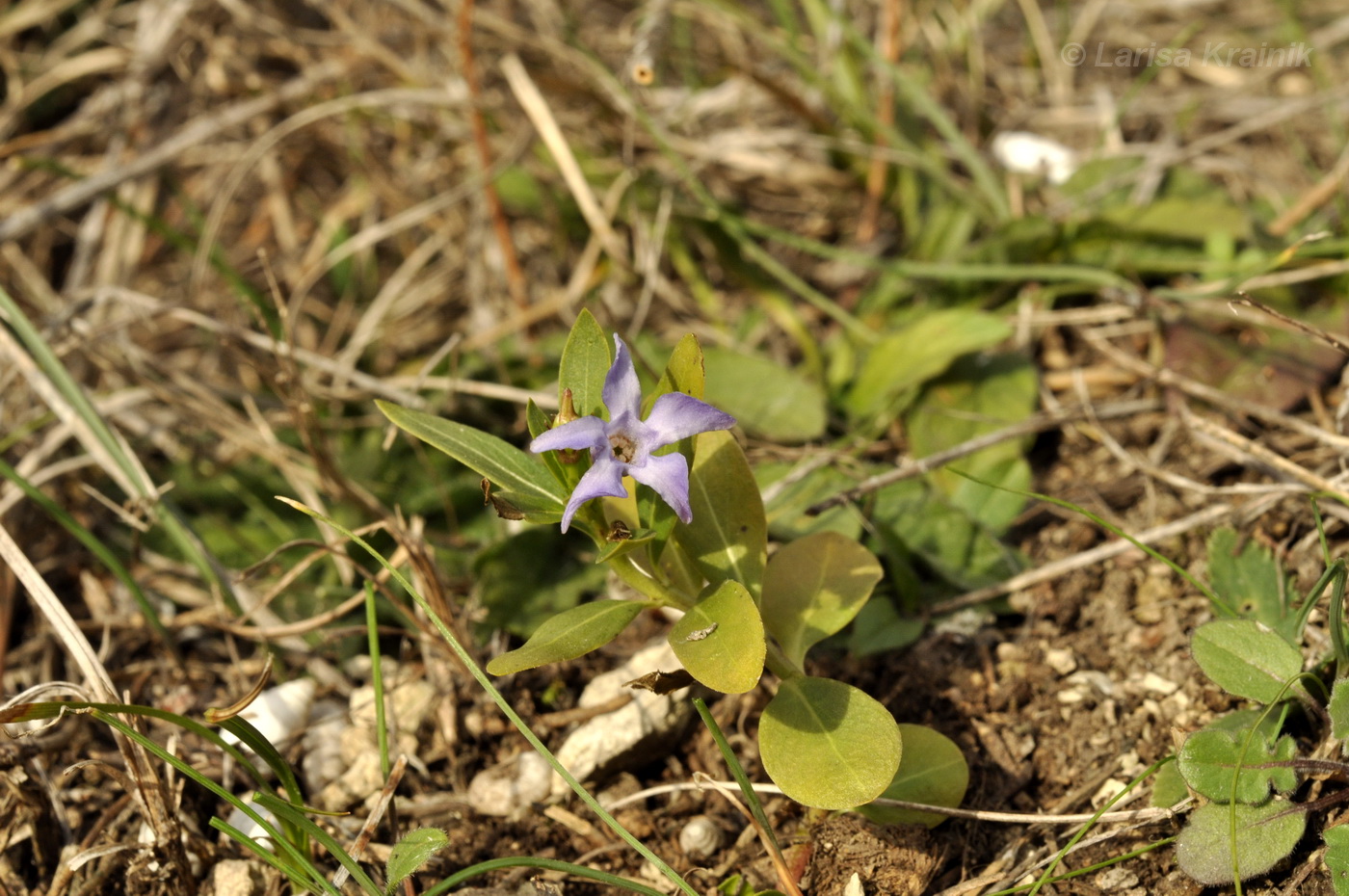 Image of Vinca herbacea specimen.