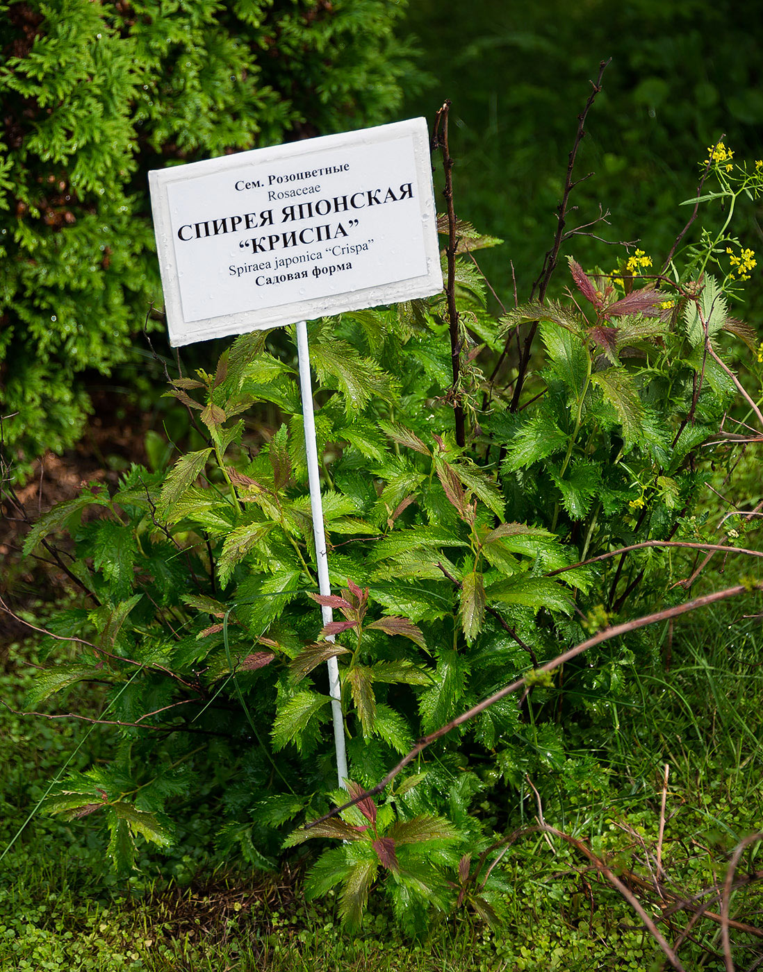 Image of Spiraea japonica specimen.