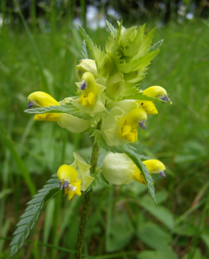 Image of Rhinanthus glacialis ssp. subalpinus specimen.