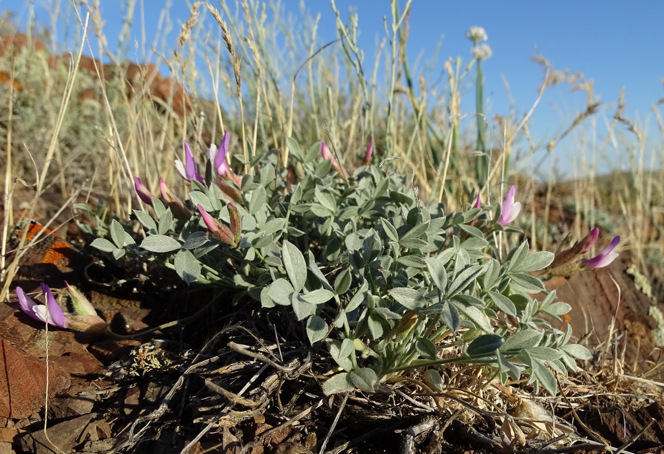 Image of Astragalus kasachstanicus ssp. coloratus specimen.